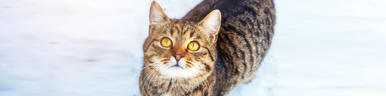 Katzensnacks