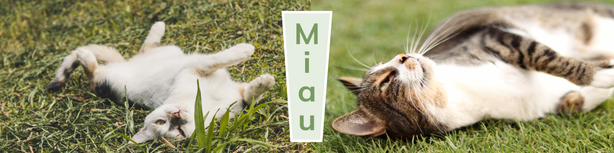Katzen - Artikel